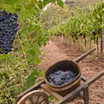 Harvest of the grape