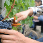 Harvest of the grape