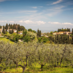Picking of olives