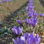 Picking fragrant saffron